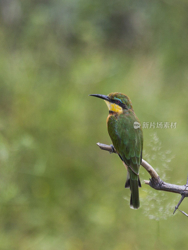 Little Bee-eater, Merops pusillus; Mahango GR, Namibia, Africa